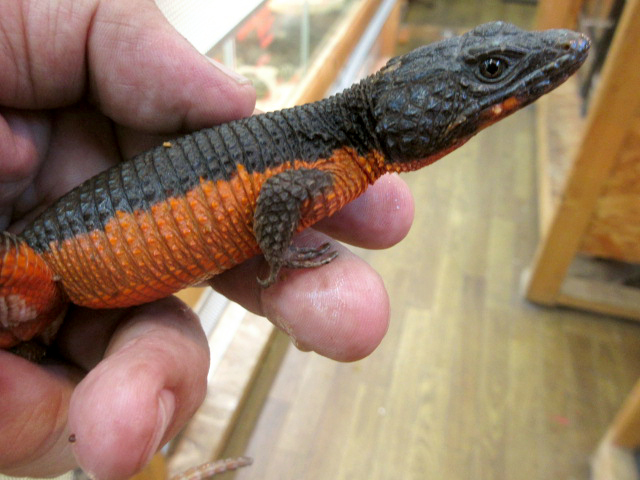 オレンジサイドワーレンヨロイトカゲ(6)
