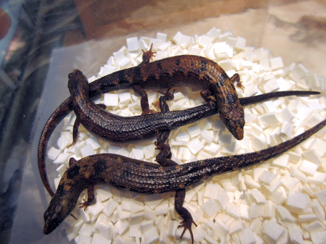 シナミズトカゲ(4)