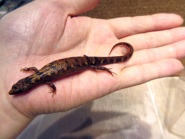 シナミズトカゲ(5)