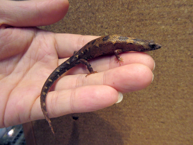 シナミズトカゲ(6)