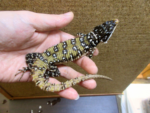 バーベントンワーレンヨロイトカゲ(1)