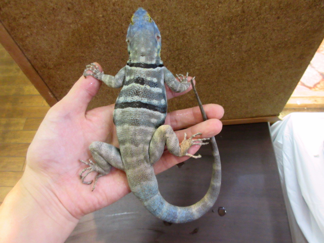 バハブルーロックリザード(3)
