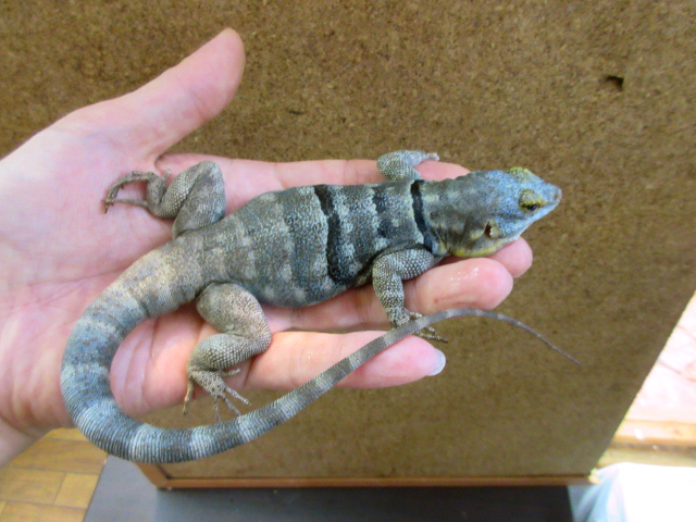バハブルーロックリザード(4)
