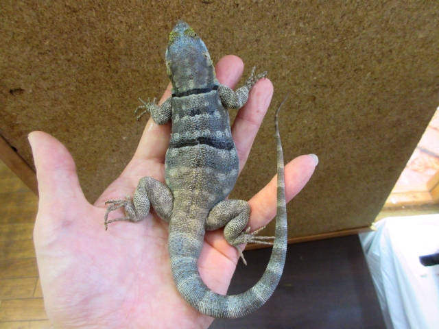 バハブルーロックリザード(5)
