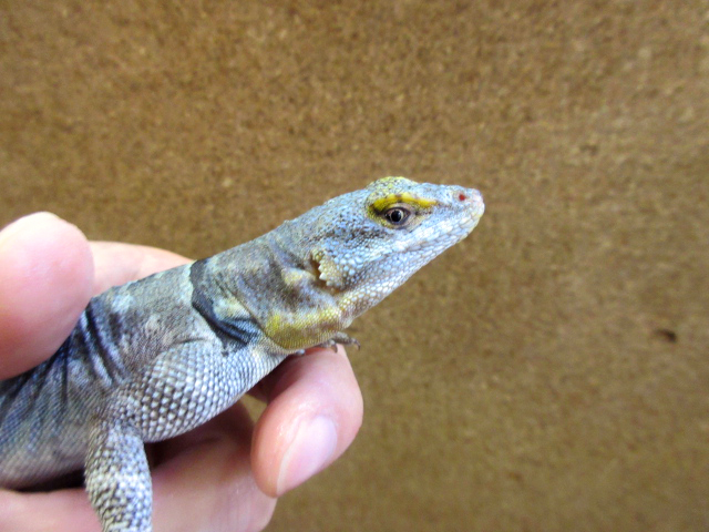 バハブルーロックリザード(6)