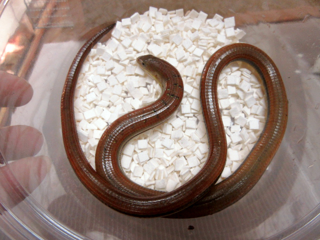 ハーティアシナシトカゲ(5)