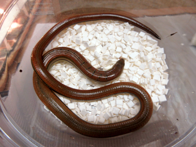 ハーティアシナシトカゲ(6)