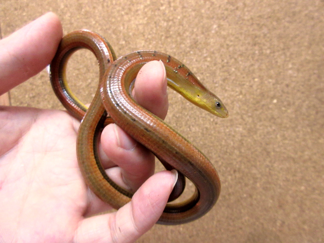 ハーティアシナシトカゲ(7)