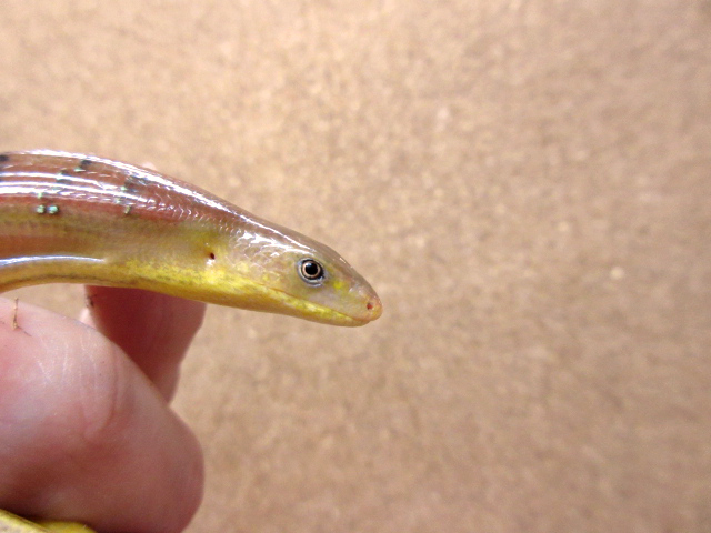 ハーティアシナシトカゲ(8)