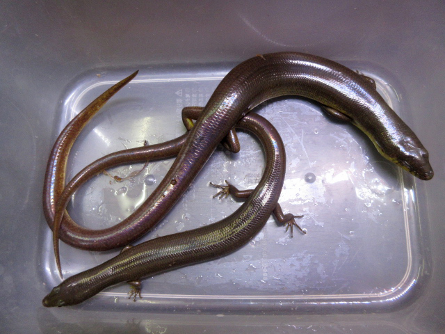 アストロジャイアントダイビングスキンク(7)