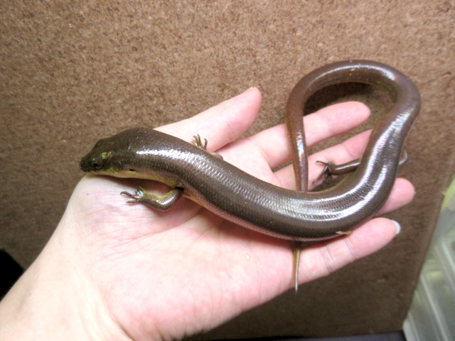 アストロジャイアントダイビングスキンク(8)