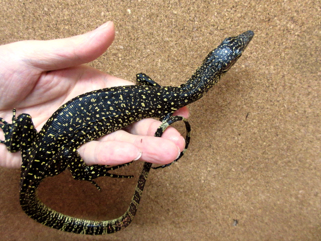 セラムモニター(9)