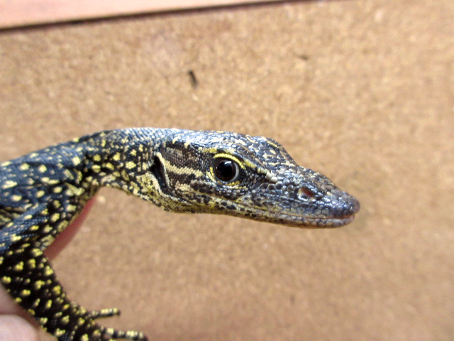 セラムモニター(10)