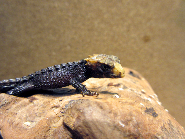 アカメカブトトカゲ(12)