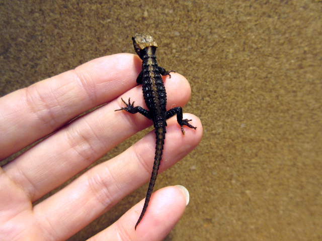 アカメカブトトカゲ(11)