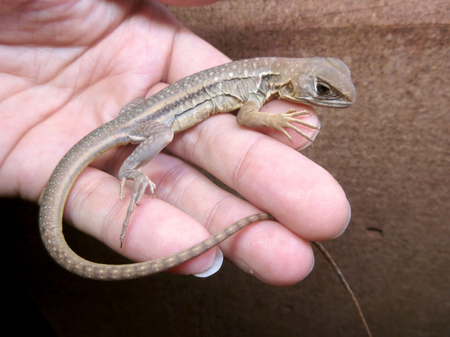 レイオレピス・ゴーヴァントリイ(2)