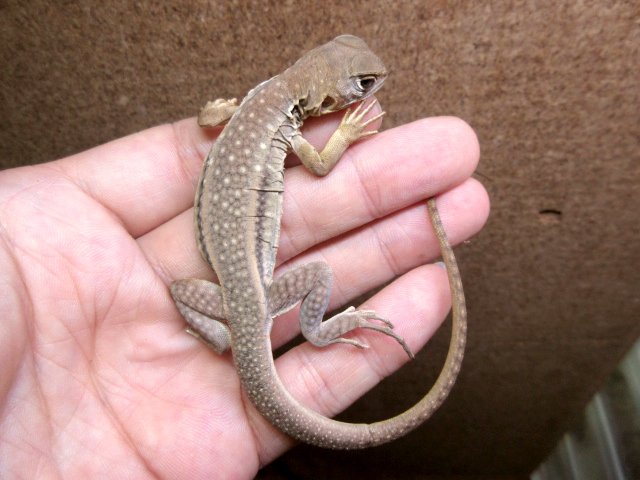 レイオレピス・ゴーヴァントリイ(1)