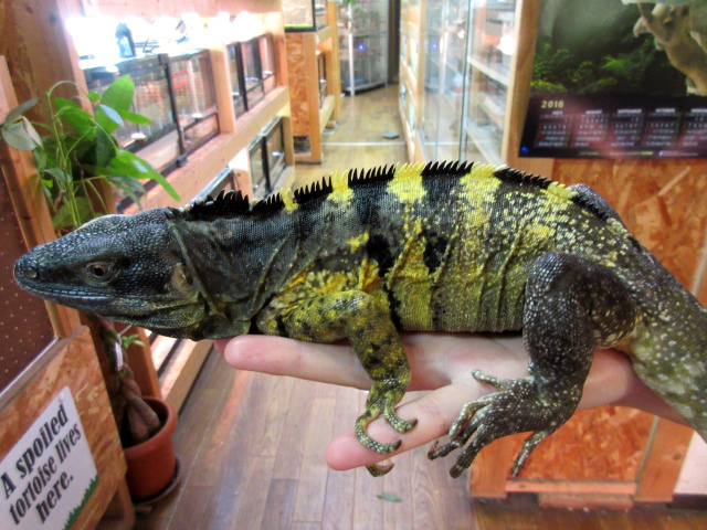 バナナスパイニーテールイグアナ(7)