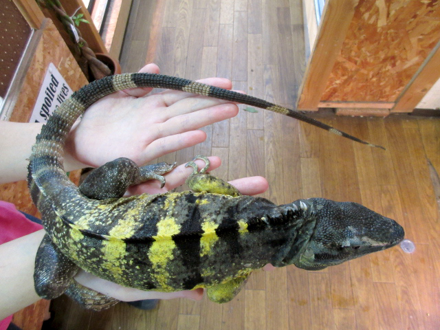 バナナスパイニーテールイグアナ(8)