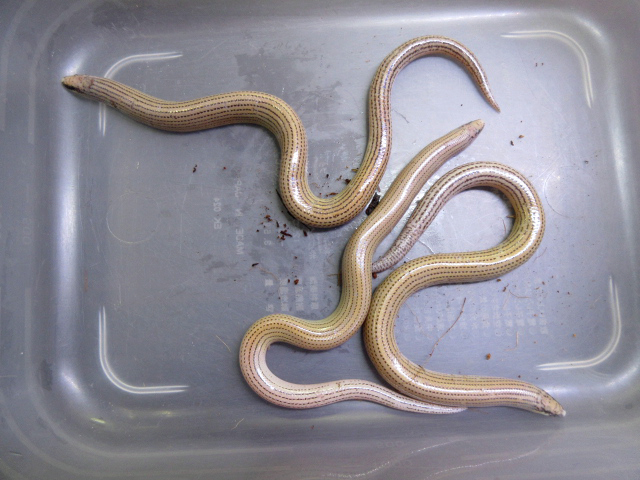 ブラコニエルヒレアシスキンク