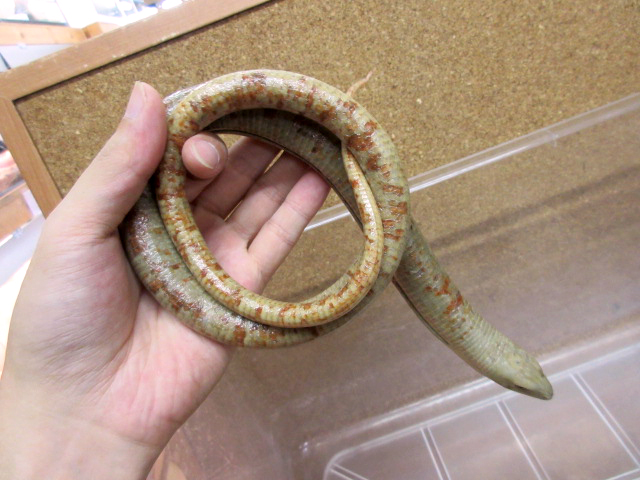 ヨーロッパアシナシトカゲ(3)