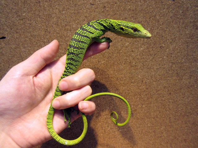 ワイゲオツリーモニター(3)