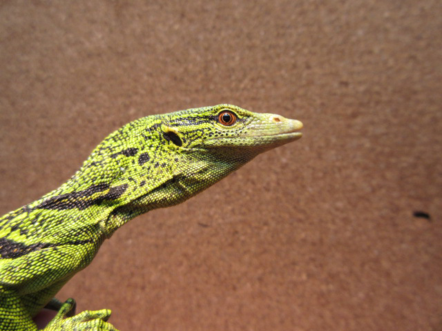 ワイゲオツリーモニター(4)