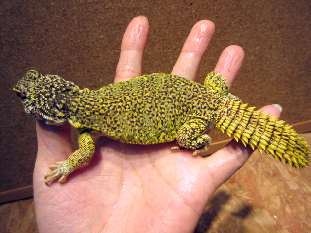 アカンシニュルストゲオアガマ(7)