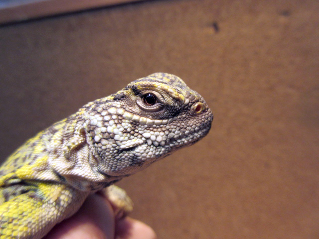 アカンシニュルストゲオアガマ(8)