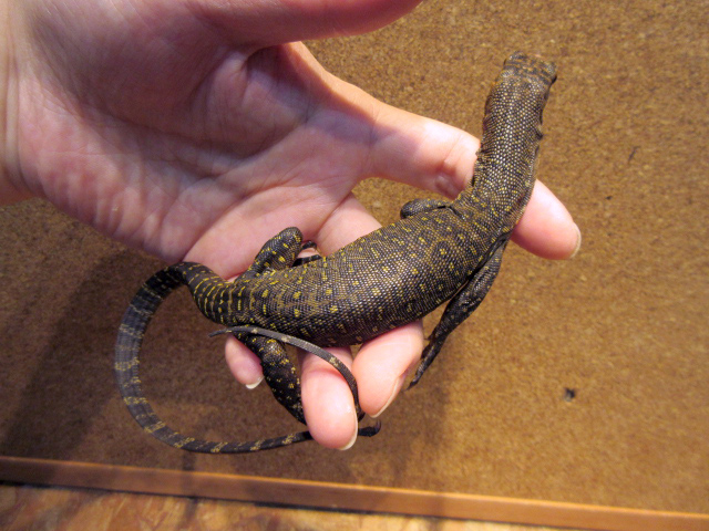 トーチモニター(11)