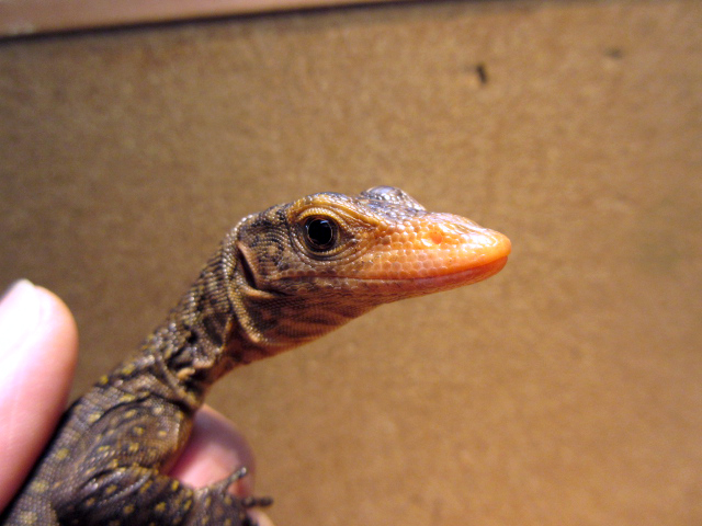 トーチモニター(12)