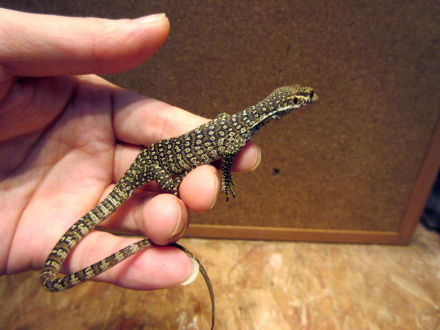 ピーコックモニター(9)