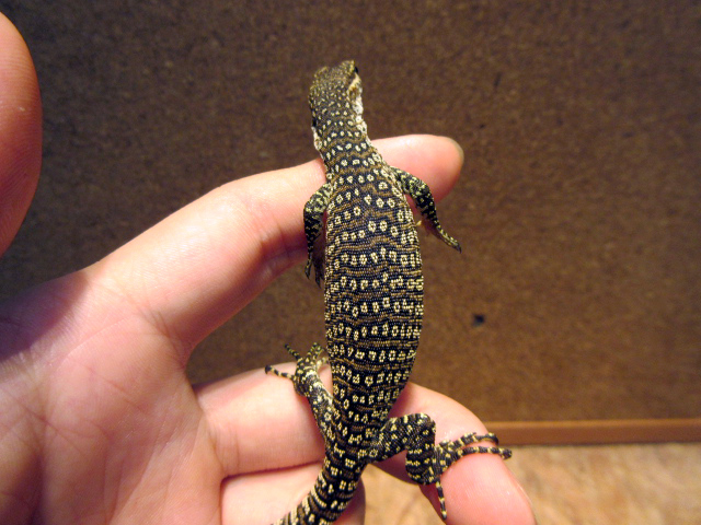 ピーコックモニター(10)