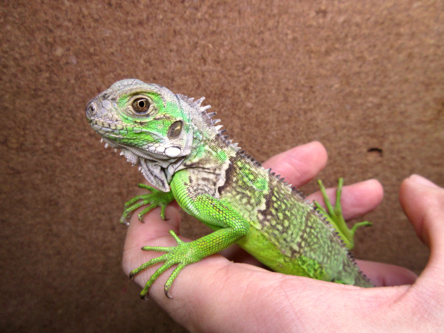 セントルシアバンデッドイグアナ(1)