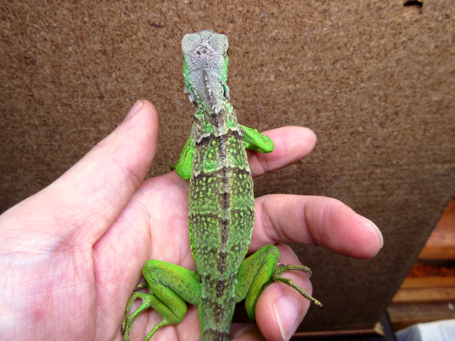 セントルシアバンデッドイグアナ(2)