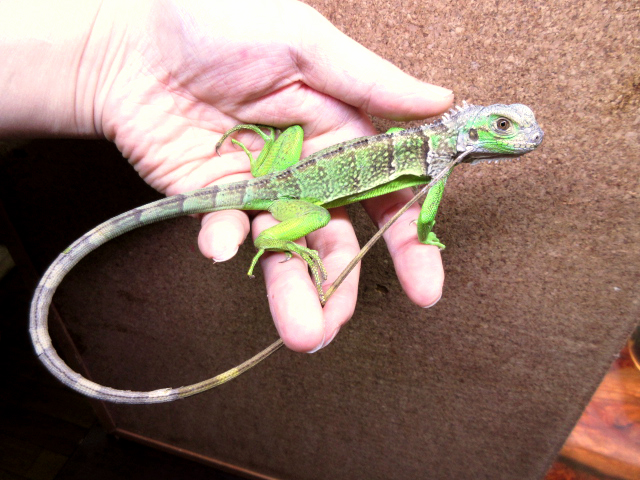 セントルシアバンデッドイグアナ(3)