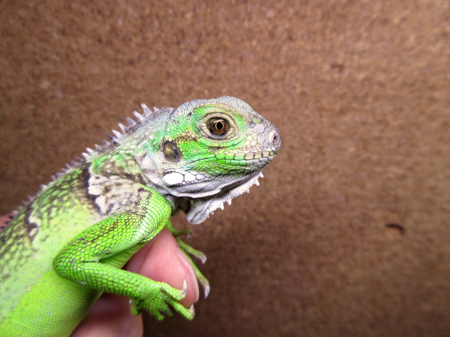 セントルシアバンデッドイグアナ(4)