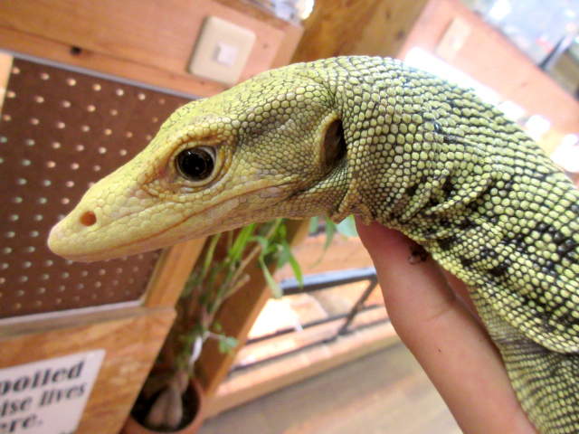 イエローヘッドモニター(6)