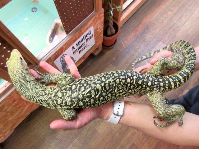 イエローヘッドモニター(5)