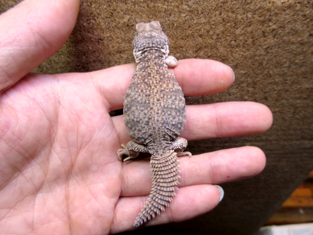 モロッコトゲオアガマ(11)