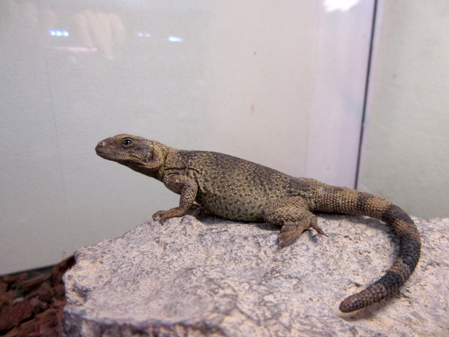 エンジェルアイランドチャクワラ(4)