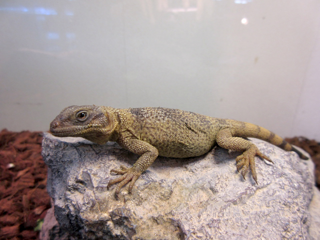 エンジェルアイランドチャクワラ(5)