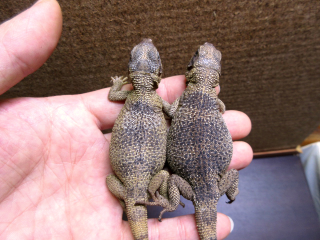 エンジェルアイランドチャクワラ(6)