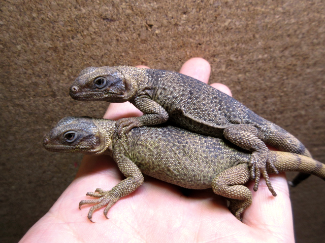 エンジェルアイランドチャクワラ(7)