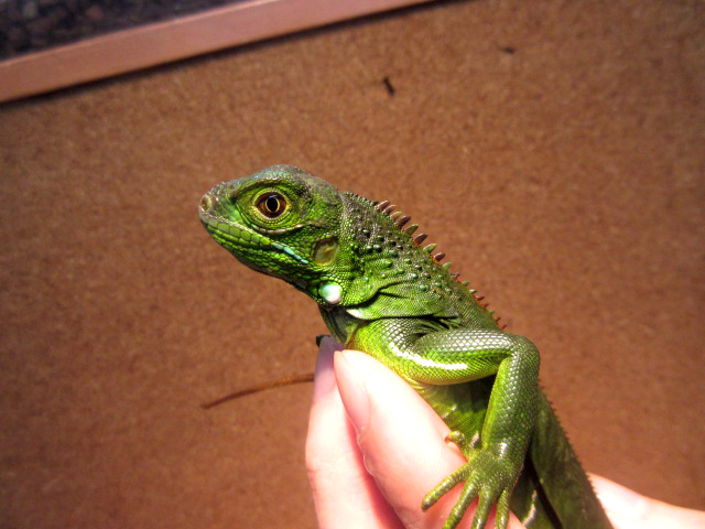 グリーンイグアナ トカゲ図鑑