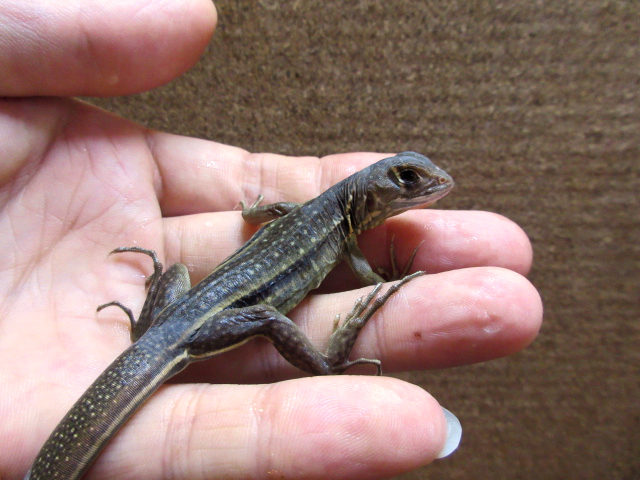 ロイヤルバタフライアガマ(4)