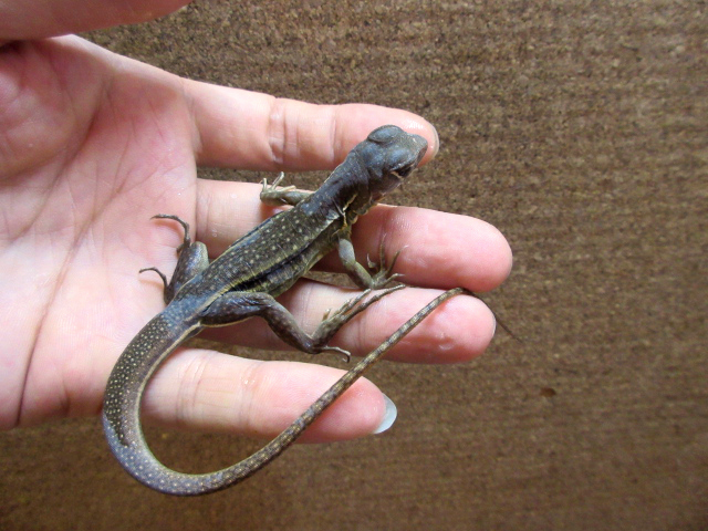 ロイヤルバタフライアガマ(5)