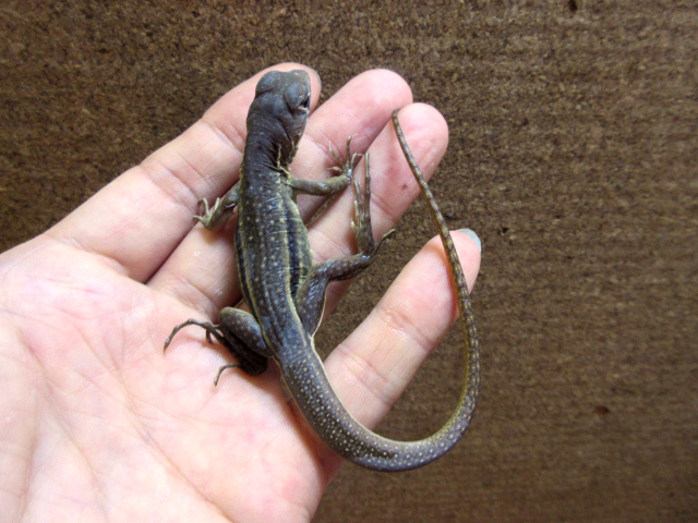 ロイヤルバタフライアガマ(6)