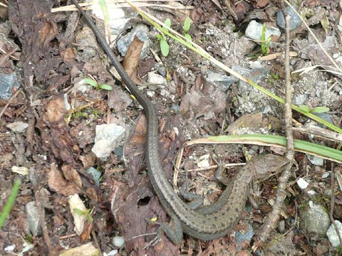 ニホンカナヘビ