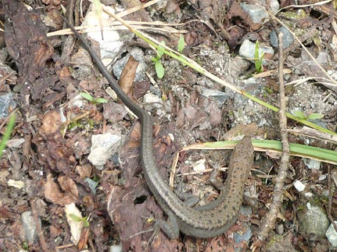 ニホンカナヘビ(2)